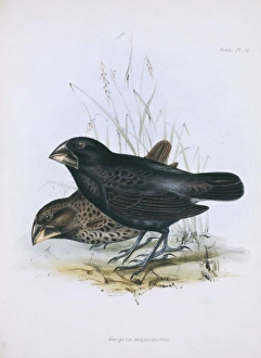 Bunting And American Sparrows Gallery: Large Ground Finch Collection