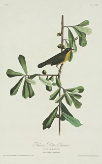Geothlypis trichas, common yellowthroat Geothlypis trichas, common yellowthroat