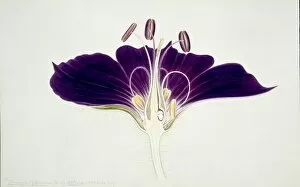 Mourning Gallery: Geranium phaeum, mourning widow geranium