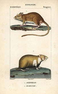 Gerbil, Gerbillus species, and European hamster Gerbil, Gerbillus species, and European hamster
