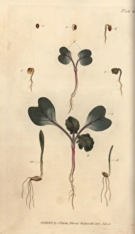 Germinating seed of the radish 1-7, wheat 8 and barley 9 Germinating seed of the radish 1-7, wheat 8 and barley 9