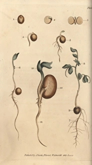 Germinating seeds of the pea Pisum sativum Germinating seeds of the pea Pisum sativum