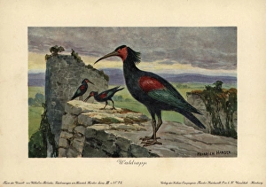 Geronticus balcanicus, ancestral form of the Geronticus balcanicus, ancestral form of the
