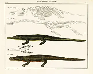 Gharials (Crocodilians, Reptiles, Animals) Collection