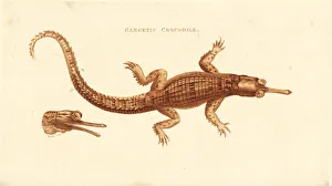 Gharial or gavial, Gavialis gangeticus. Critically Gharial or gavial, Gavialis gangeticus. Critically