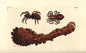 Giant crab spider, Heteropoda venatoria Giant crab spider, Heteropoda venatoria