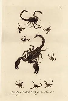 Giant forest scorpion, Heterometrus indus Giant forest scorpion, Heterometrus indus