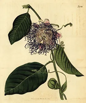 Giant granadilla, Passiflora quadrangularis Giant granadilla, Passiflora quadrangularis