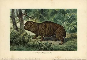 Giant Hyrax, Riesenklippdachs, extinct ancestor