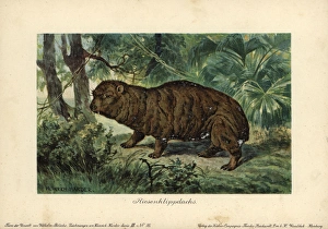 Giant Hyrax, Riesenklippdachs, extinct ancestor Giant Hyrax, Riesenklippdachs, extinct ancestor