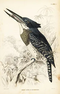 Giant kingfisher, Megaceryle maxima gigantea Giant kingfisher, Megaceryle maxima gigantea