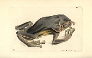 Giant leaf frog, Phyllomedusa bicolor Giant leaf frog, Phyllomedusa bicolor