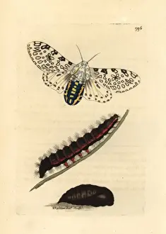 Richard Polydore Nodder Illustrations Prints: Giant leopard moth, Hypercompe scribonia
