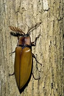 Images Dated 19th January 2008: Giant Malaysian Click-Beetle - male on bark of a tree