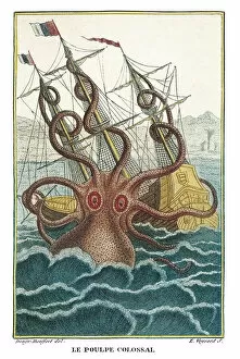 Attack Gallery: Giant octopus
