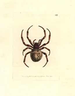 Giant orb-weaving spider, Araneus grossus Giant orb-weaving spider, Araneus grossus