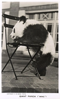 Giant Panda, Ming, leaning on a chair Giant Panda, Ming, leaning on a chair