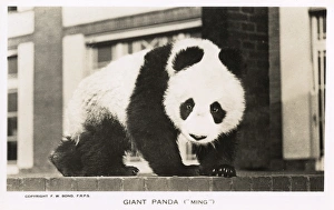 Giant Panda, Ming, sitting on a wall Giant Panda, Ming, sitting on a wall