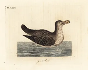 Giant petrel, Macronectes giganteus (as Precellaria gigantea, error for Procellaria gigantea). Handcoloured copperplate drawn and engraved by John Latham from his own A General History of Birds, Winchester, 1824. Date: Giant petrel, Macronectes giganteus