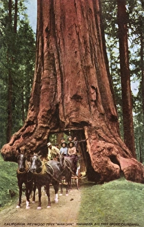 Giant Redwood - Yosemite National Park Giant Redwood - Yosemite National Park