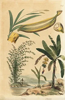 Giant thorny bamboo and banana tree with fruit Giant thorny bamboo and banana tree with fruit