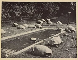 Giant tortoises at Tring Park Giant tortoises at Tring Park