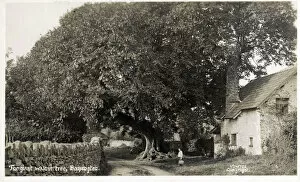 Walnut Gallery: The Giant Walnut Tree - Bossington, Exmoor, Somerset