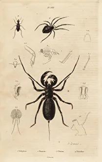 Giant whip scorpion, beetle and cobweb spider Giant whip scorpion, beetle and cobweb spider