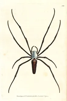 Giant wood spider or spotted nephila, Nephila maculata Giant wood spider or spotted nephila, Nephila maculata