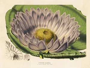 Gigantic water lily variety, Victoria amazonica Gigantic water lily variety, Victoria amazonica