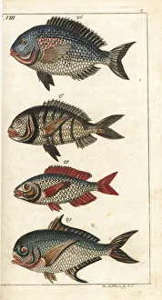 Gilthead seabream, white seabream, picarel and Ray's bream Gilthead seabream, white seabream, picarel and Ray's bream