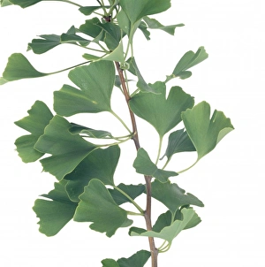 Ginkgo biloba, maidenhair tree Ginkgo biloba, maidenhair tree