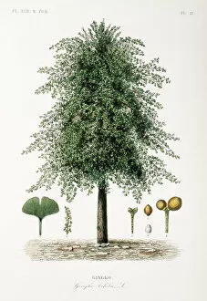 Images Dated 18th April 2013: Ginkgo biloba, maidenhair tree
