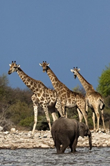 Giraffe - 3 Giraffes with African Bush / Savanna Giraffe - 3 Giraffes with African Bush / Savanna