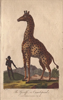 Giraffe or camelopard, towering over a native Giraffe or camelopard, towering over a native