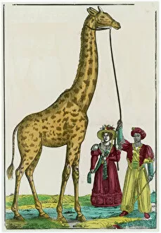Giraffe at Paris 1826