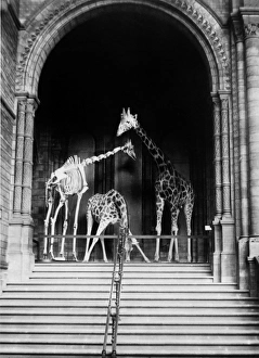Giraffes on steps, October 1903 at the Natural History Museu Giraffes on steps, October 1903 at the Natural History Museu