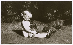 Girl in a garden with Irish Setter puppies Girl in a garden with Irish Setter puppies