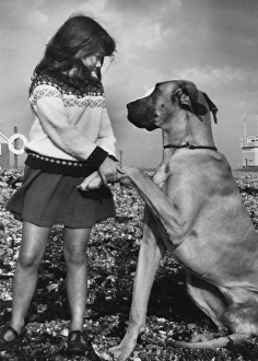 Girl with Great Dane on a pebbly beach Girl with Great Dane on a pebbly beach