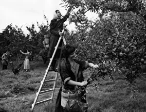 Images Dated 10th March 2011: Girls Picking Apples