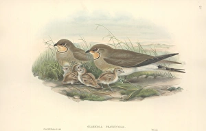 Glareola pratincola, collared pratincole Glareola pratincola, collared pratincole