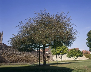 Glastonbury Thorn, Glastonbury, Somerset Glastonbury Thorn, Glastonbury, Somerset
