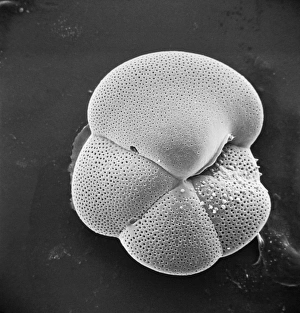 Globorotalia scitula, foraminifera fossil Globorotalia scitula, foraminifera fossil