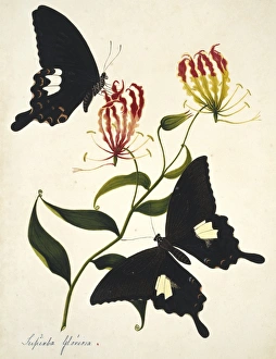 <b class=qtipBold><figcaption>Gloriosa superba, flame lily</figcaption></b><br>Two butterflies feeding on flame lily (Gloriosa superba). Plate 47 by Margaret Bushby Lascelles Cockburn (1829-1928). Held in the at the Natural History Museum, London. Date:<br><em>© Mary Evans / Natural History Museum</em> Gloriosa superba, flame lily