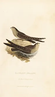 Glossy swiftlet, Collocalia esculenta Glossy swiftlet, Collocalia esculenta