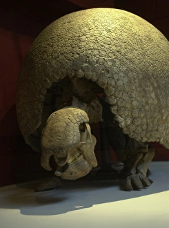 Glyptodon clavipes, giant armadillo Glyptodon clavipes, giant armadillo