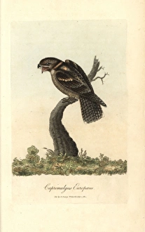 Goatsucker, Nightjar, Caprimulgus europaeus Goatsucker, Nightjar, Caprimulgus europaeus