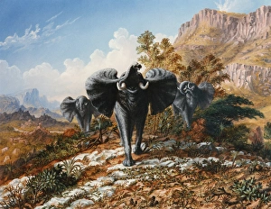 Gold and Ivory, Elephants Charging, by Thomas Baines Gold and Ivory, Elephants Charging, by Thomas Baines
