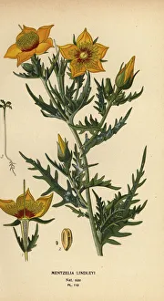 Golden bartonia or Lindley's blazingstar, Mentzelia Golden bartonia or Lindley's blazingstar, Mentzelia