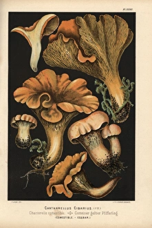 Golden chanterelle, Cantharellus cibarius, edible Golden chanterelle, Cantharellus cibarius, edible